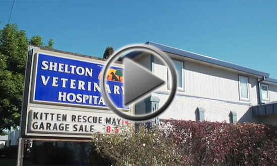Shelton Veterinary Hospital